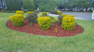Grouping of Bushes Landscaping