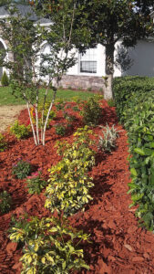 Beautiful Bush and Tree Landscape